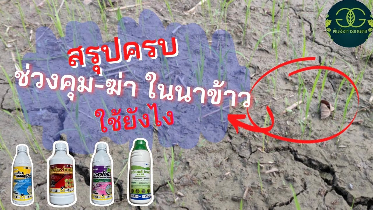 สรุปครบ คุม-ฆ่าในนาข้าว ใช้ยังไง มีตัวไหนบ้าง