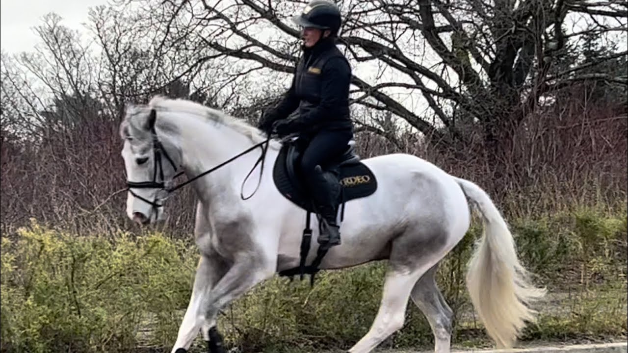 5 yr old Connemara X gelding 