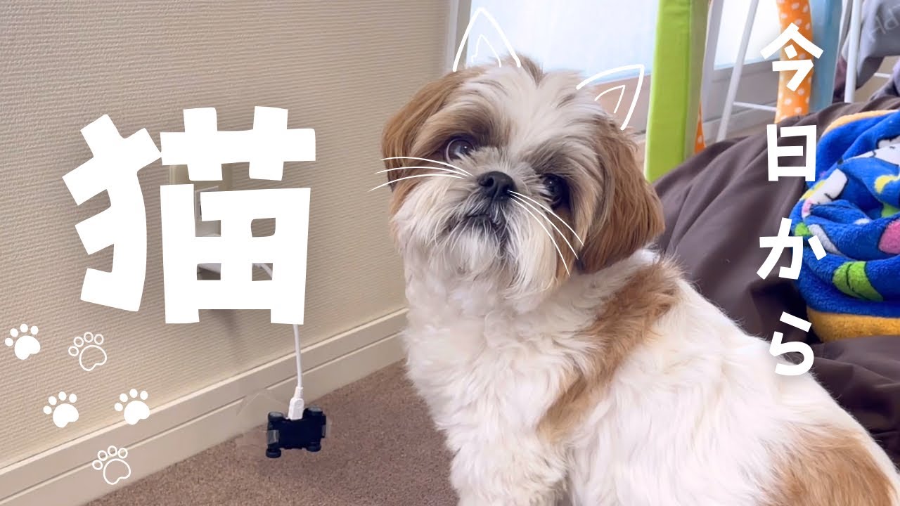【シーズー】犬を辞めましたw w w【犬Vlog】