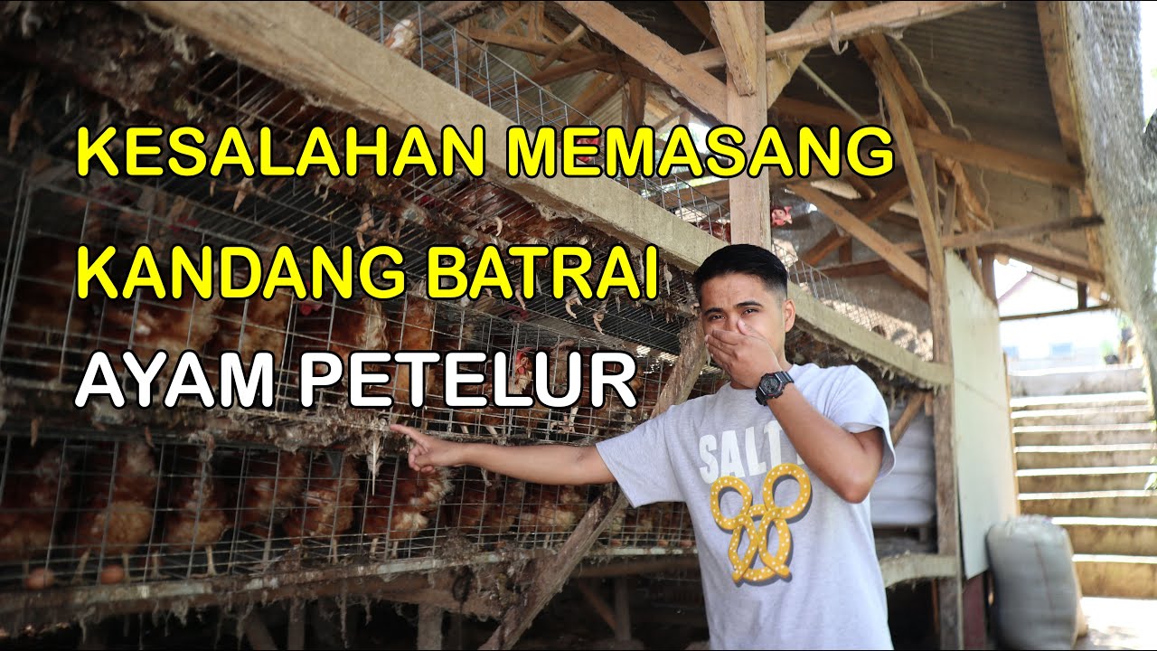 KESALAHAN MEMASANG KANDANG BATRAI  || AYAM PETELUR