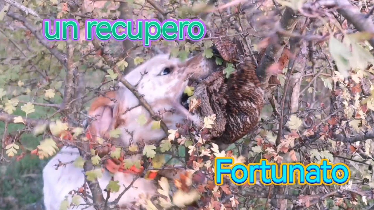 Beccacce con Antonio Tufaro e i suoi setter : un recupero fortunato 🍀