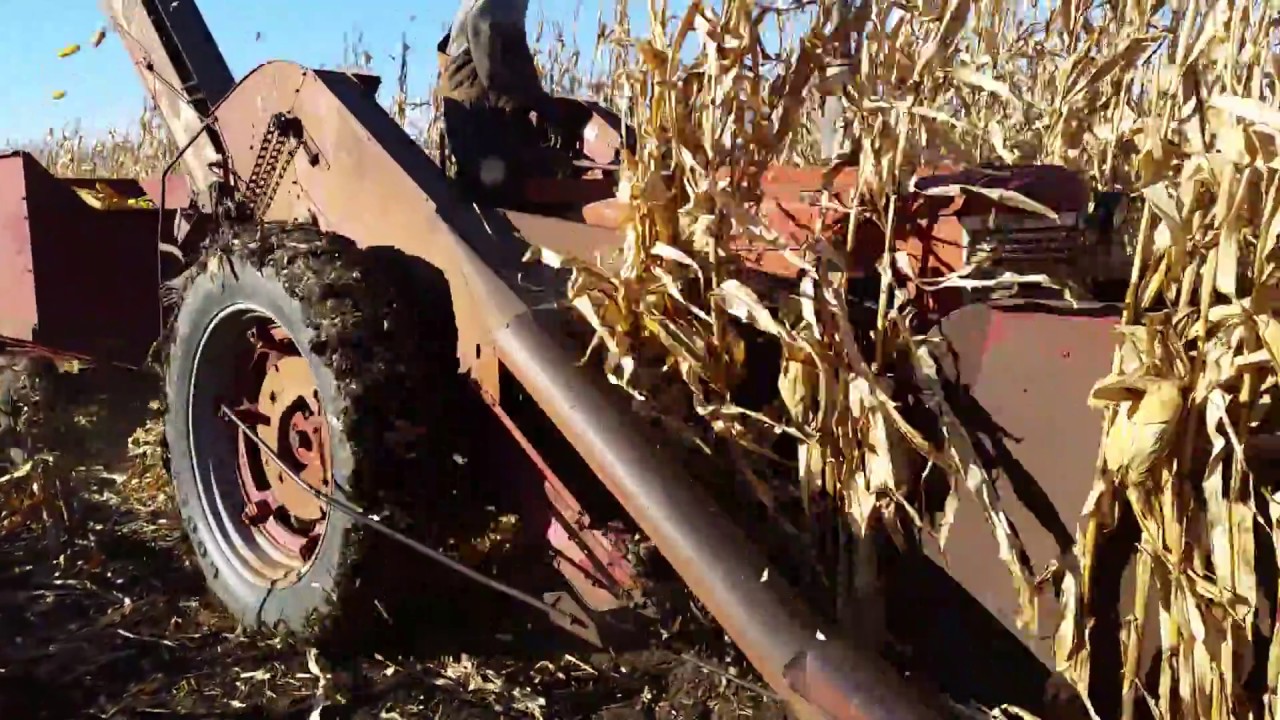 Old fashioned ear corn harvest with 2 MH Corn Picker  Mounted on 1950 M Farmall.