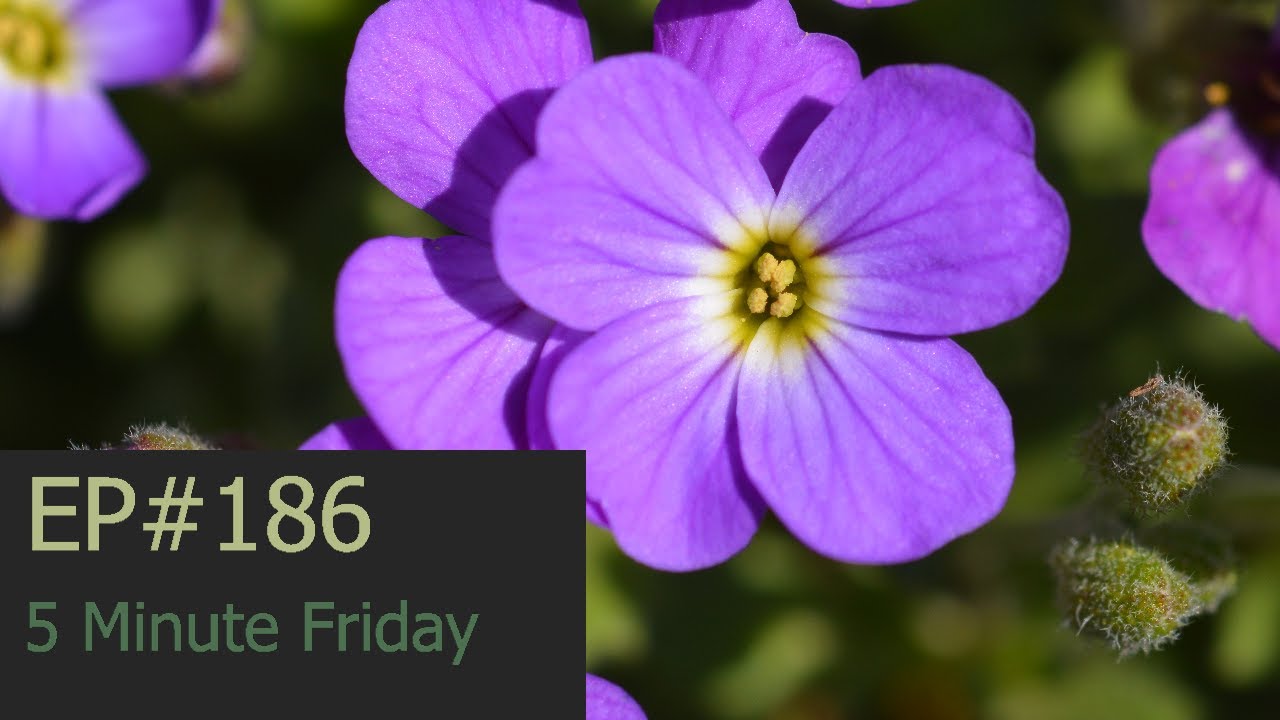EP186 - How to plant Aubrieta plants