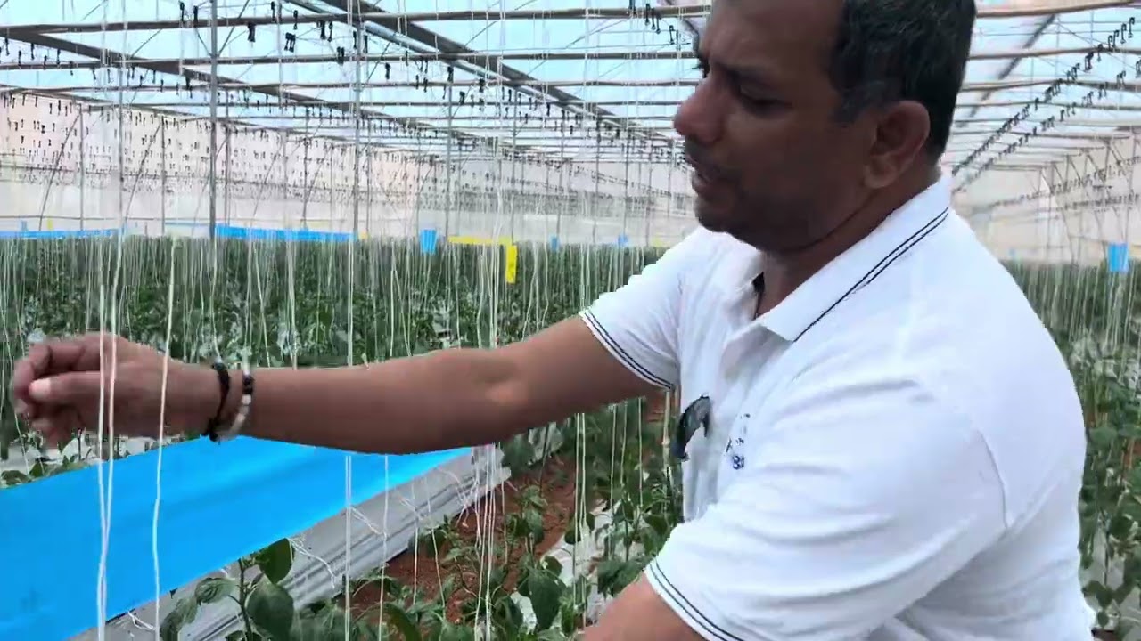 thrips management in  Polyhouse colour  capsicum