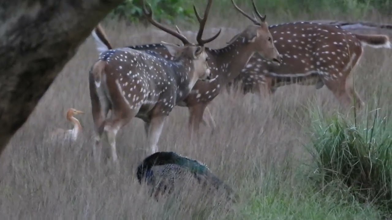 Spotted deer mating | Wild animal mating | animals mating | Spotted deer at Chitwan National Park