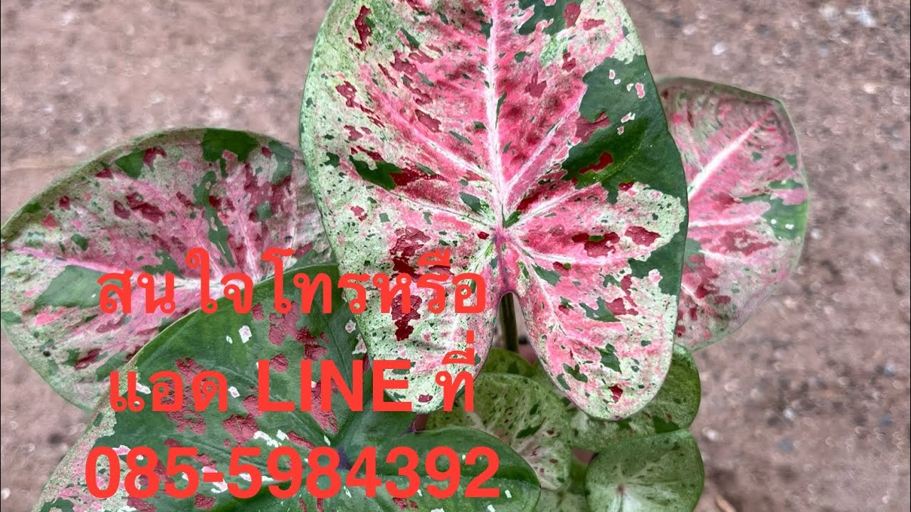 8-12-24แบ่งปันบอนสี สวยสวยราคาเบาๆครับ สนใจโทรหรือแอด LINE ที่ 085-5984392