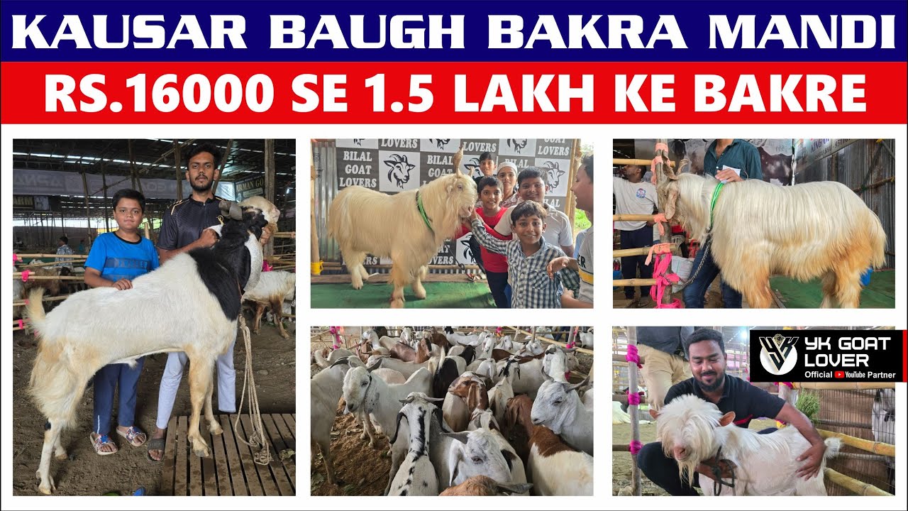 Pune Ki Biggest Bakra Mandi Kausar Baugh Bakra Mandi I YK Goat Lover