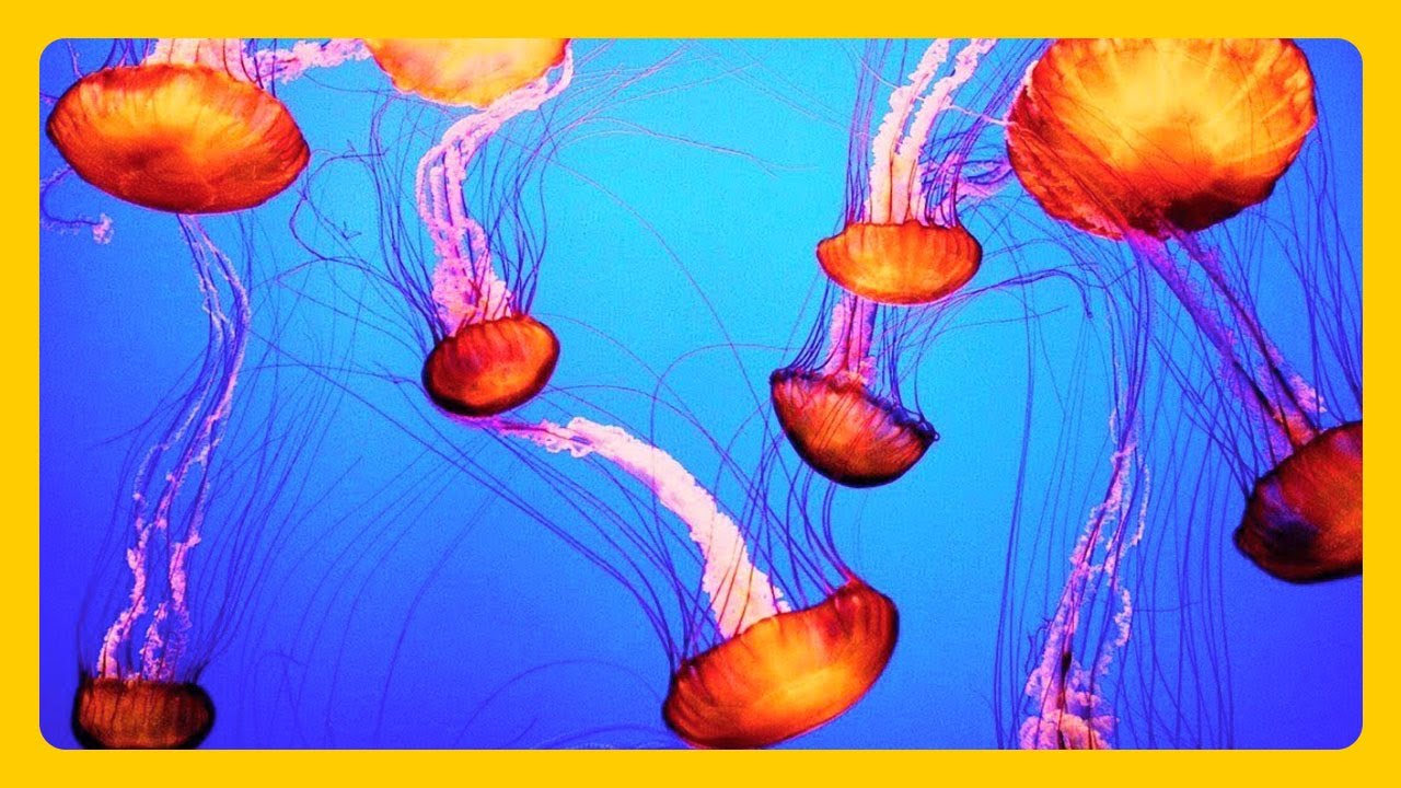 The Best Jellyfish Aquarium 3 Hours RELAXING MUSIC