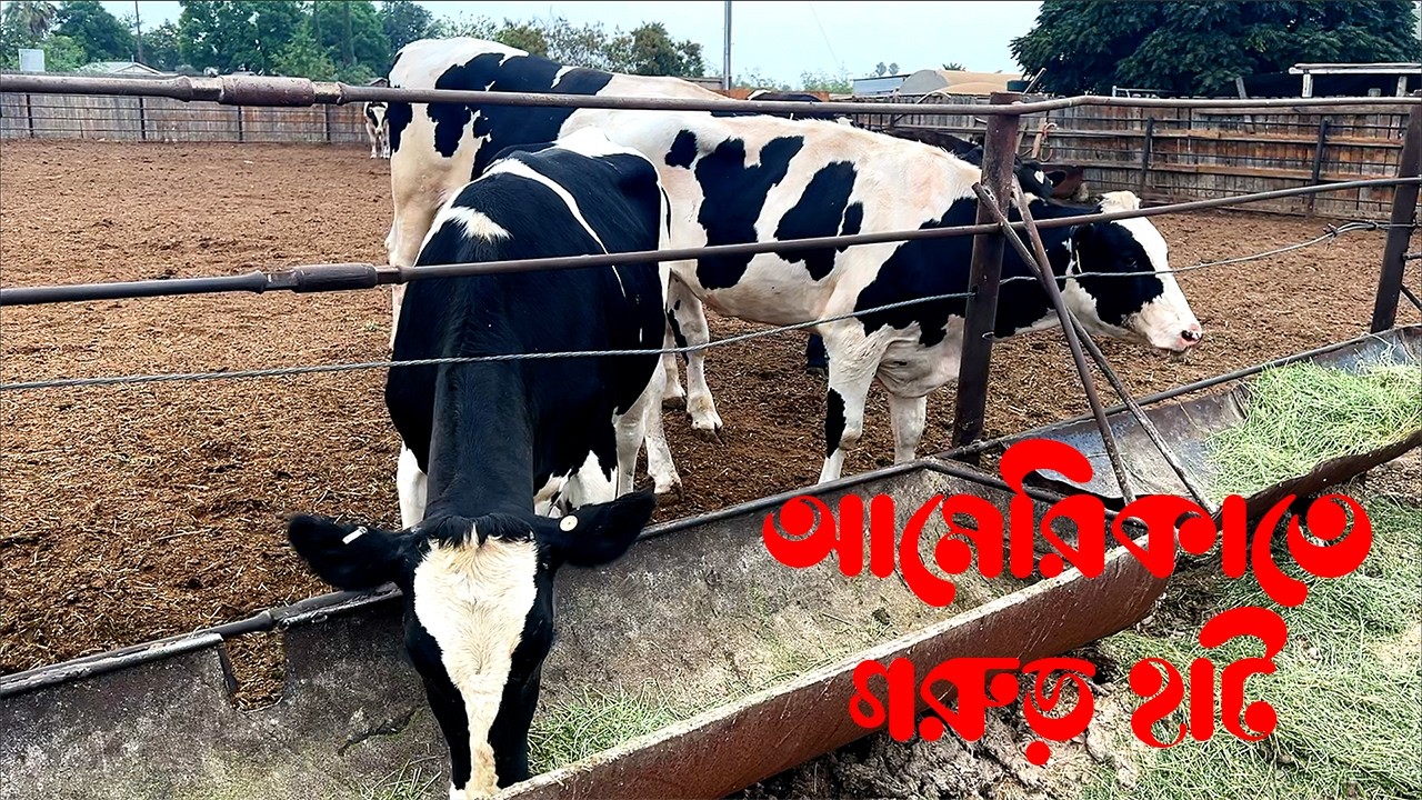আমেরিকাতে কোথায়, কিভাবে হালাল মাংস পাই? । Cattle farm in America I Tony's farm in Corona