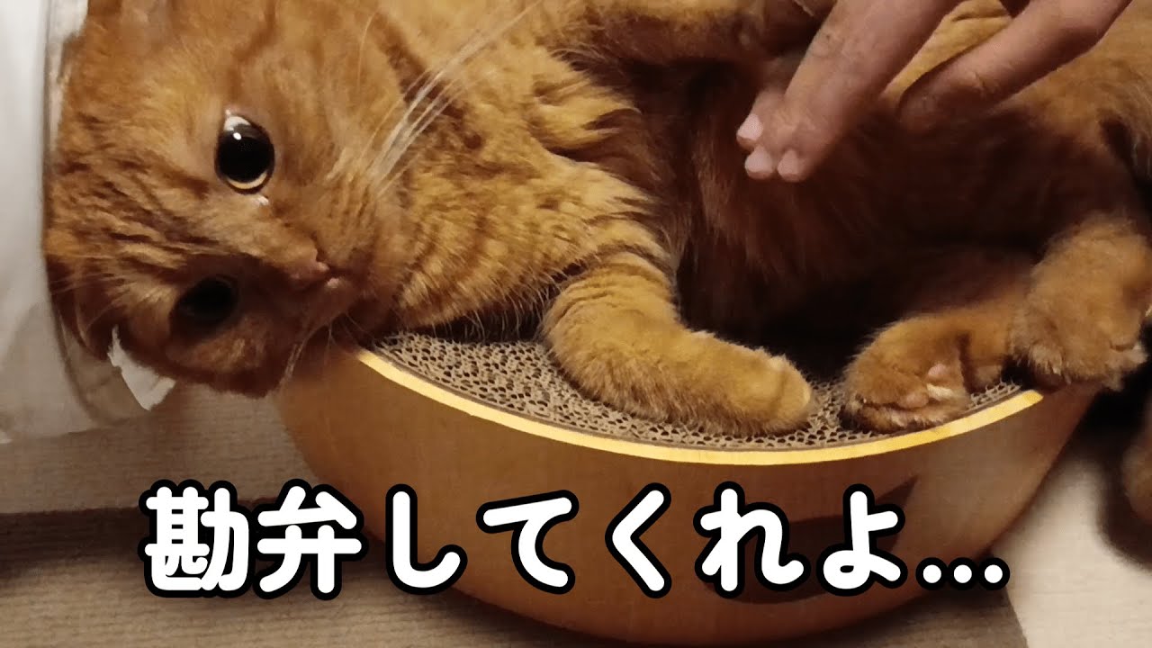 【OMOIDE-38】遊ばれる猫【スコティッシュフォールド】