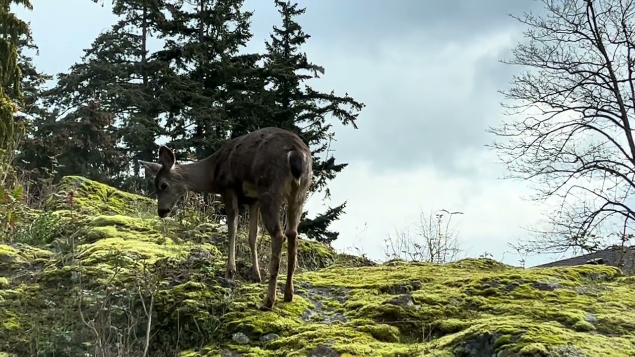 Anacortes, Washington: Deer Wanders on a Rock on a Spring Day