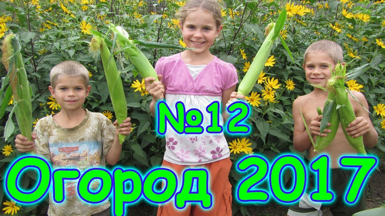Огород 2017г. - обзор посадок, малинник, мороз, сбор урожая. (08.17г.) Семья Бровченко.