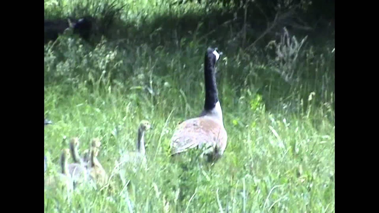 Free Giant Big Bird Video Maxima Canada Goose, Greater Canadian Geese are rare species.