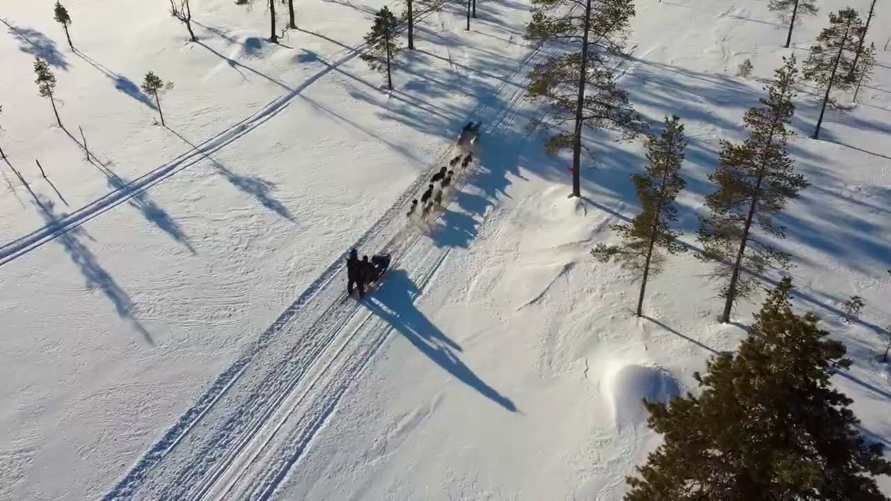 Dvanácti-spřežení Českých horských psů! Twelve-dogs sleds - Czech mountain dog!