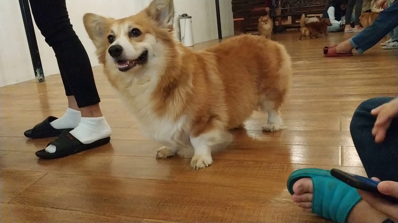 Corgi Sploot