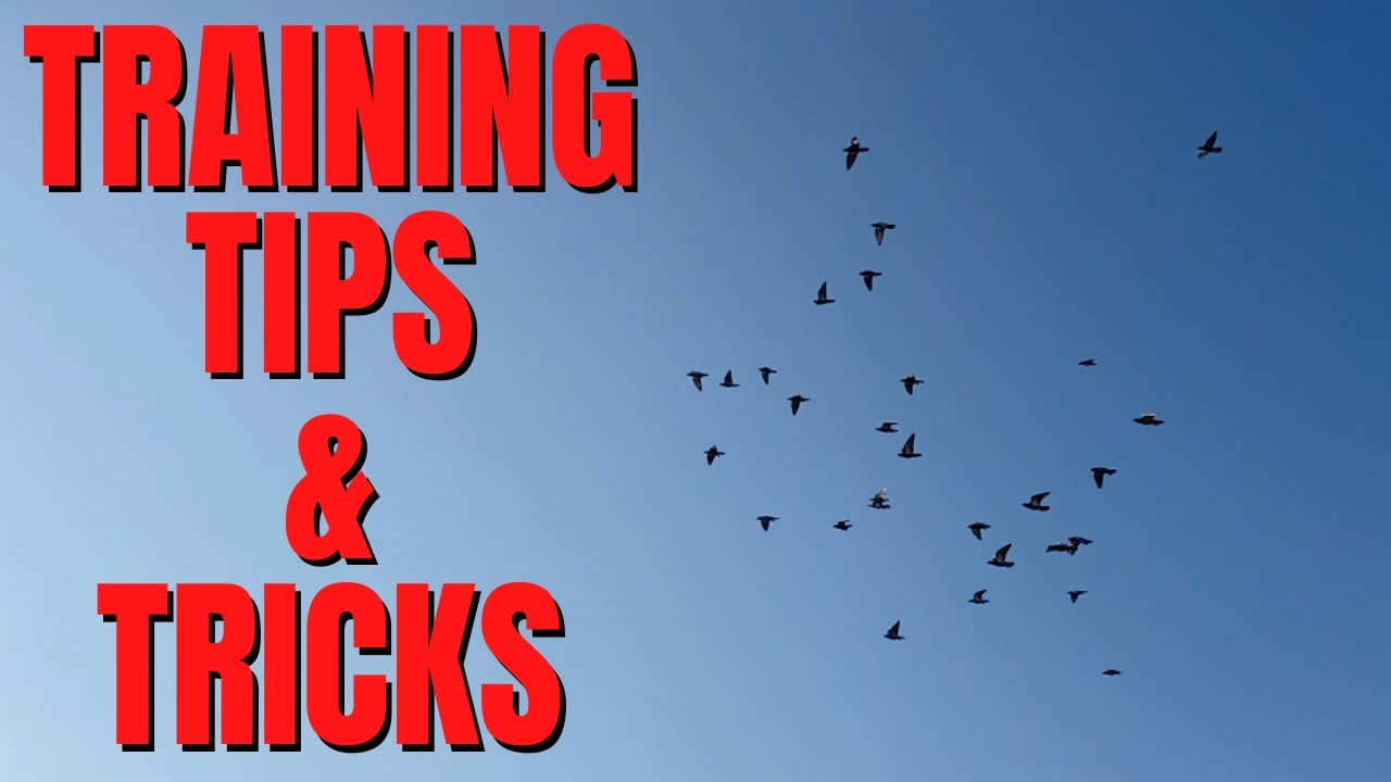 HOW I Train My Racing Pigeons (TIPS & TRICKS)