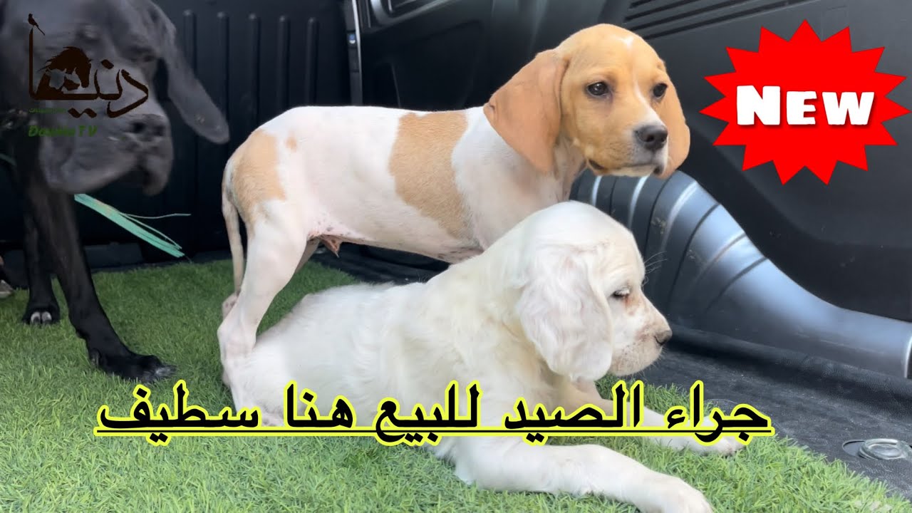 جراء الصيد للبيع اتصل الأن هنا سطيف 🇩🇿🇩🇿