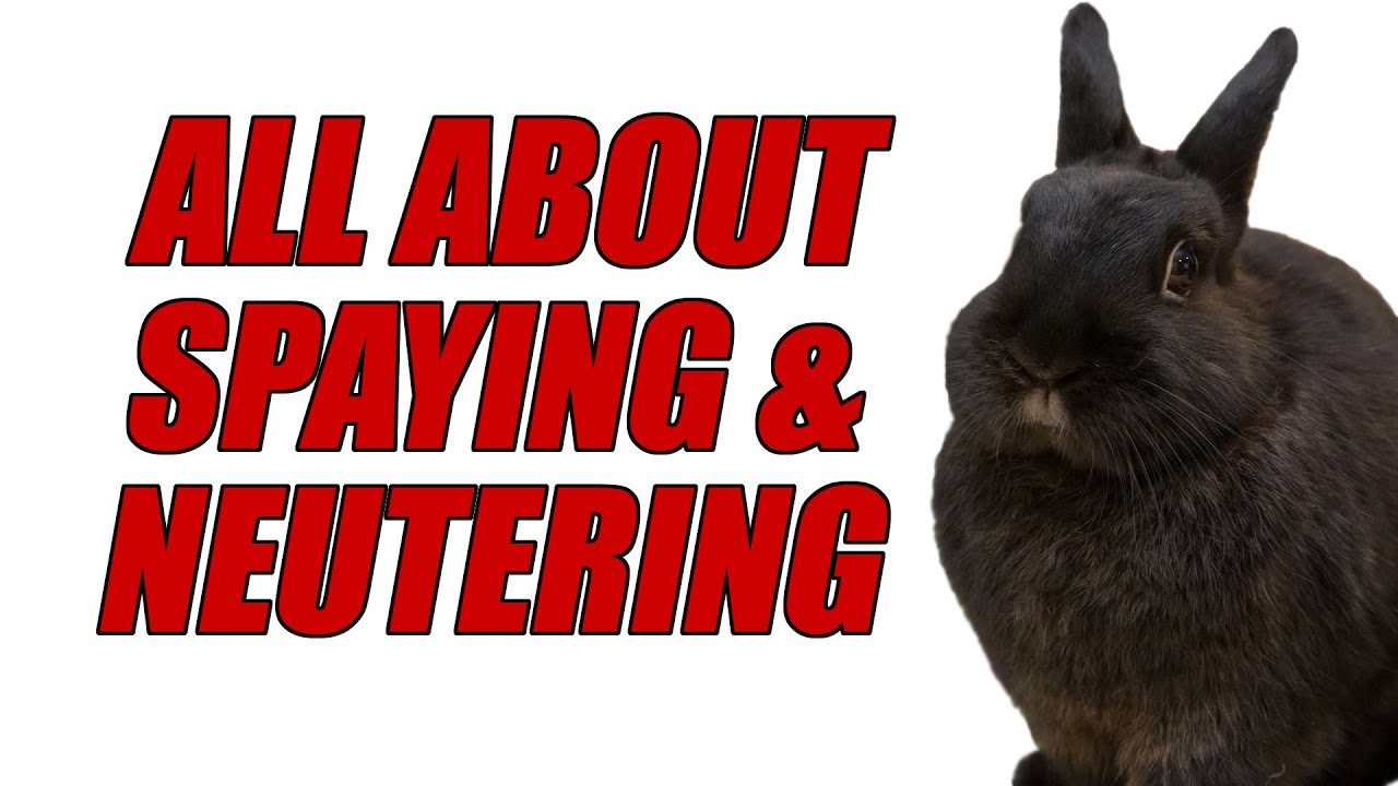All About Spaying and Neutering Rabbits