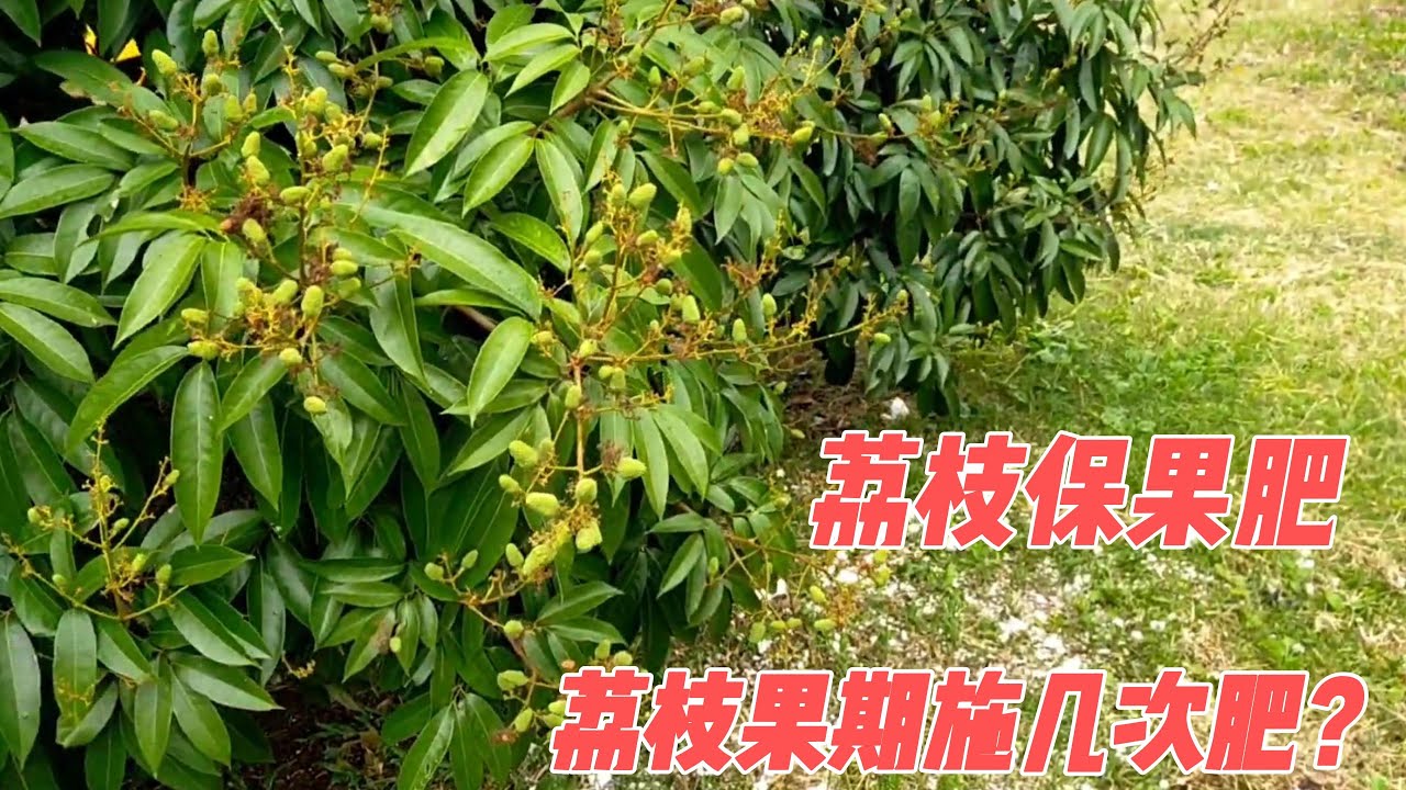 荔枝黃豆大小時施保果肥，磷鉀肥+複合肥，肥料各2斤             When the size of lychees and soybeans, apply fruit fertilizers