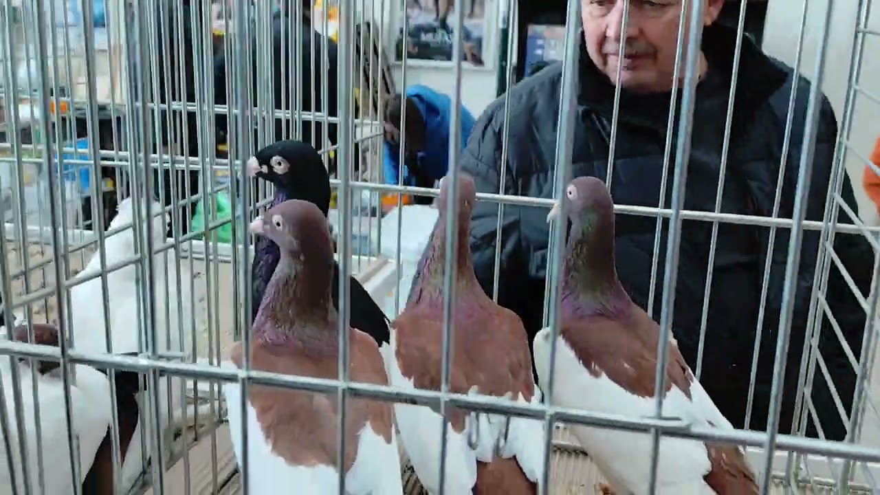 Nadwyżki hodowlane na Krakowskiej wystawie gołębi rasowych 🤝