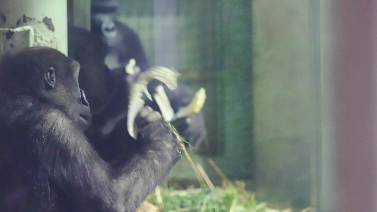 夕食後、きれいに並んだ…と思ったら｜モモタロウファミリー｜京都市動物園｜撮影日2026.1.23｜【きょうのゴリラ】