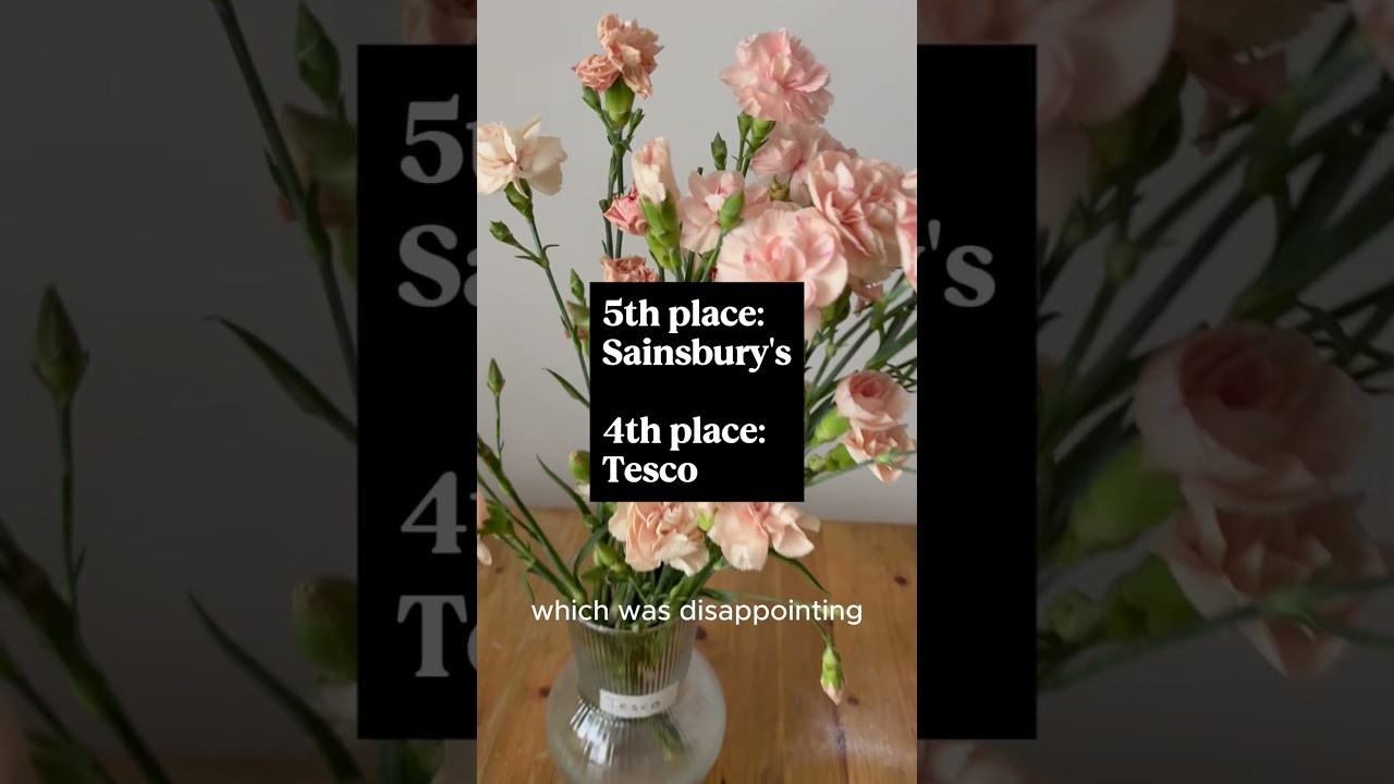 Which Supermarket Flowers Last Longest? 🥀 Big 6 Carnation Challenge (Shocking Results!)