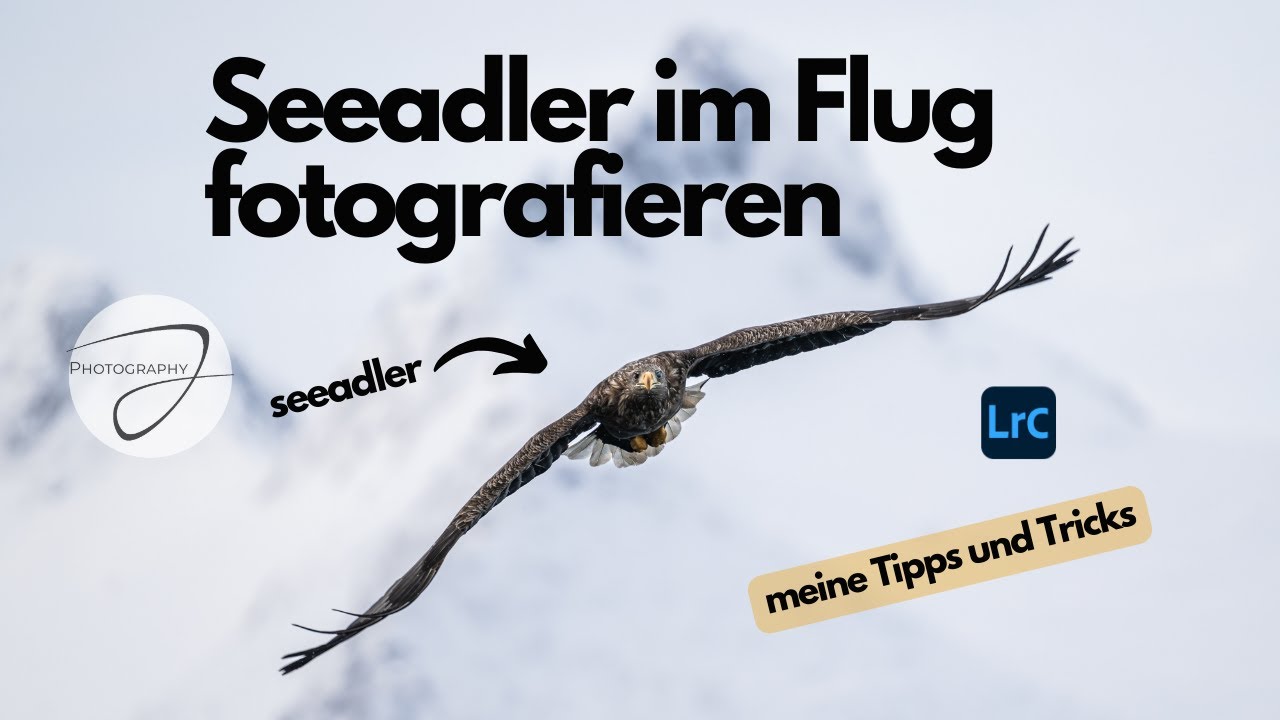 Meine Tipps für VÖGEL IM FLUG - Eine Adlertour in Norwegen
