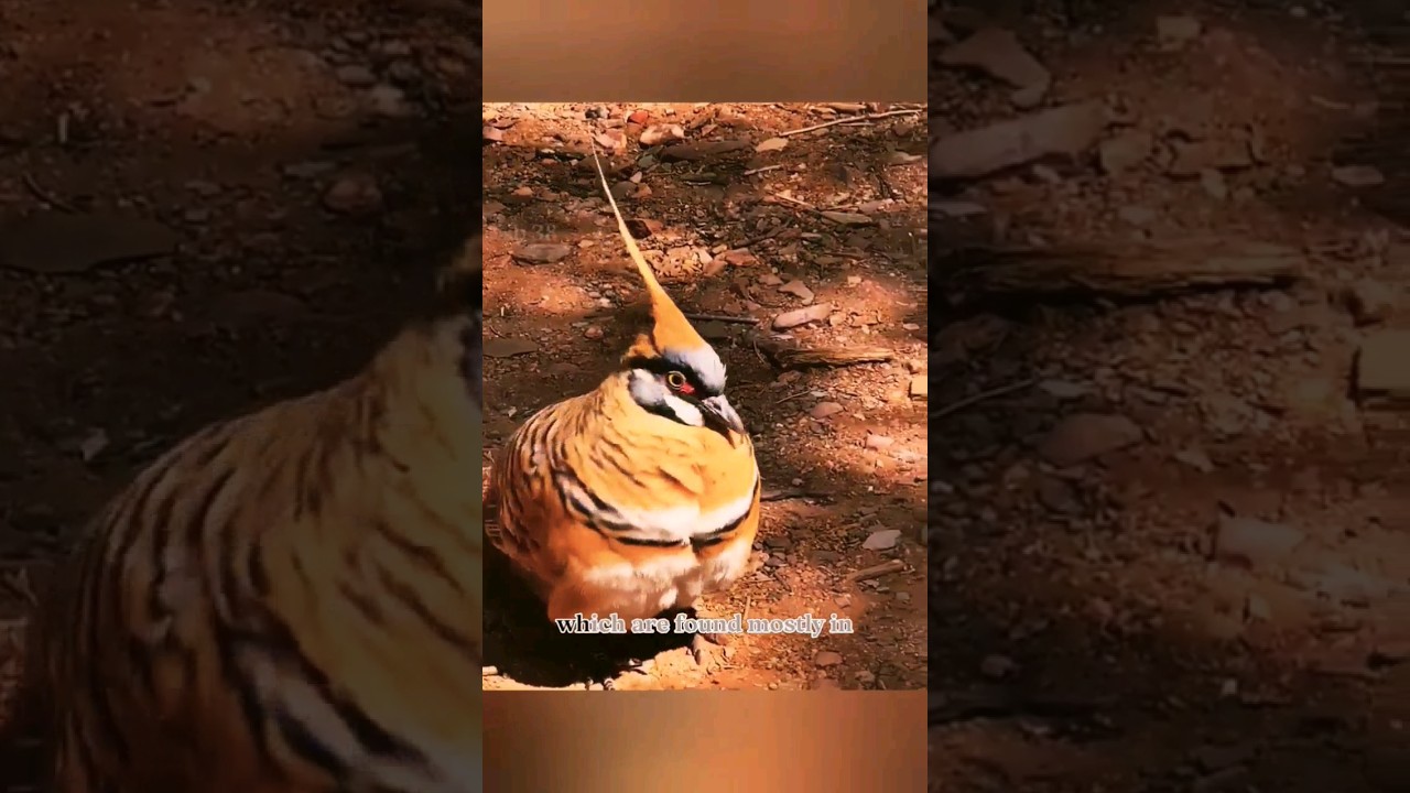The spinifex pigeon | scientifically Geophaps plumifera