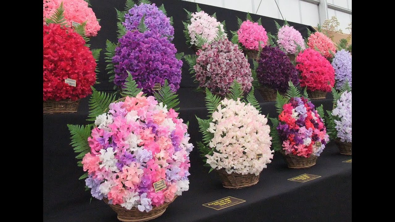 Gardening hack - how to grow more blooms on sweet peas