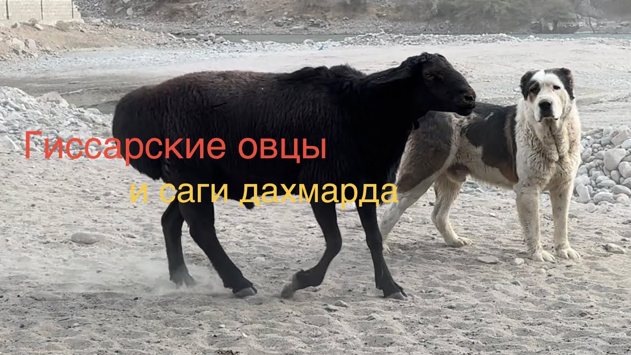 Гиссарские овцы и саги дахмарда из отар Ходжи Хола и Абдурахмона во время перегона. 