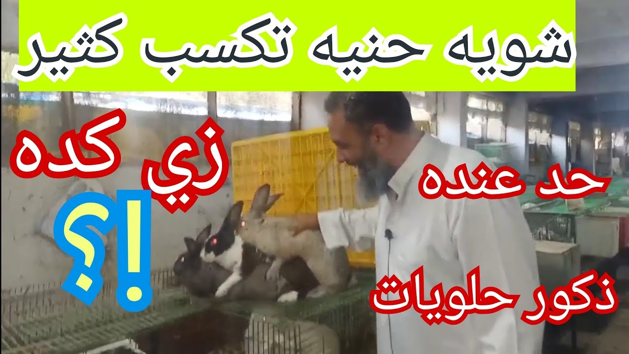 لو الذكر مطنش مستهبل قالش زهقان ما بيلقحش قله خصوبه الحل ايه