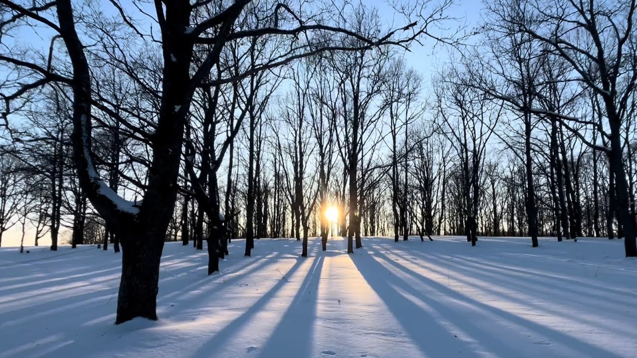 Дубовая роща за Невельским озером