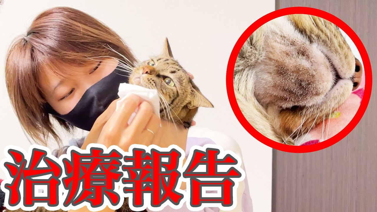 【閲覧注意】猫のアゴの病気を、治療し続けましたが… #2