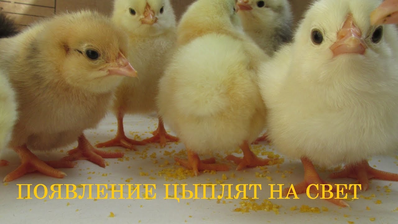 Удивительное появление цыплят ( Вы такого инкубатора еще не видели )