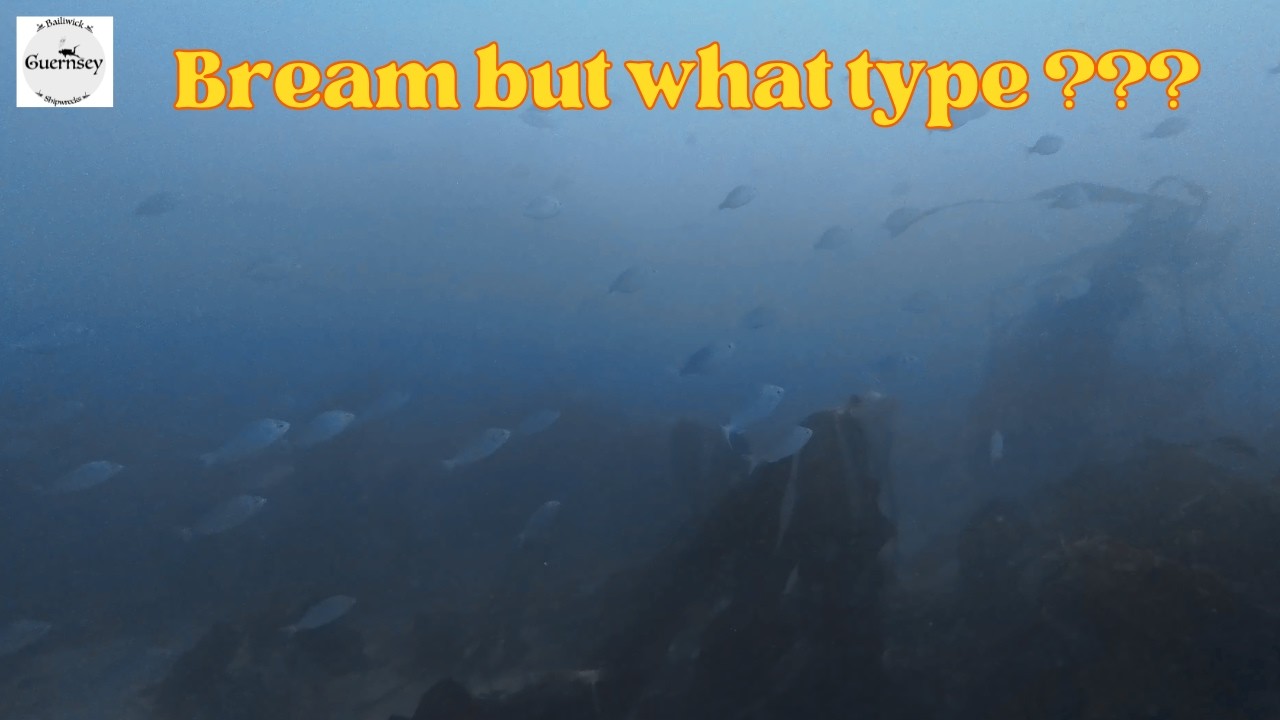 Getting the chance to enjoy time diving with Sea Bream. #bream #underwater #4k