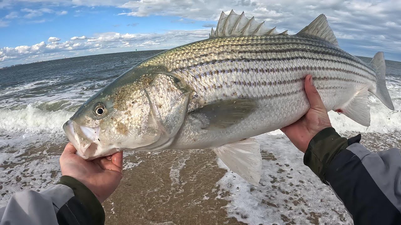NEVER Fish the Surf Without This Lure (Slaying BIG Fish on Metal Lip Swimmers)