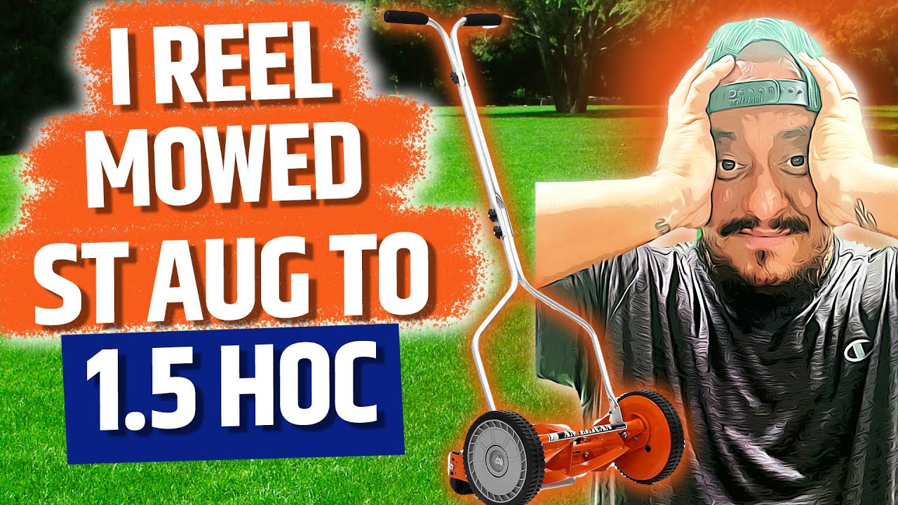 Manually Reel Mowed St Augustine Grass to 1 1/4 Inches HOC