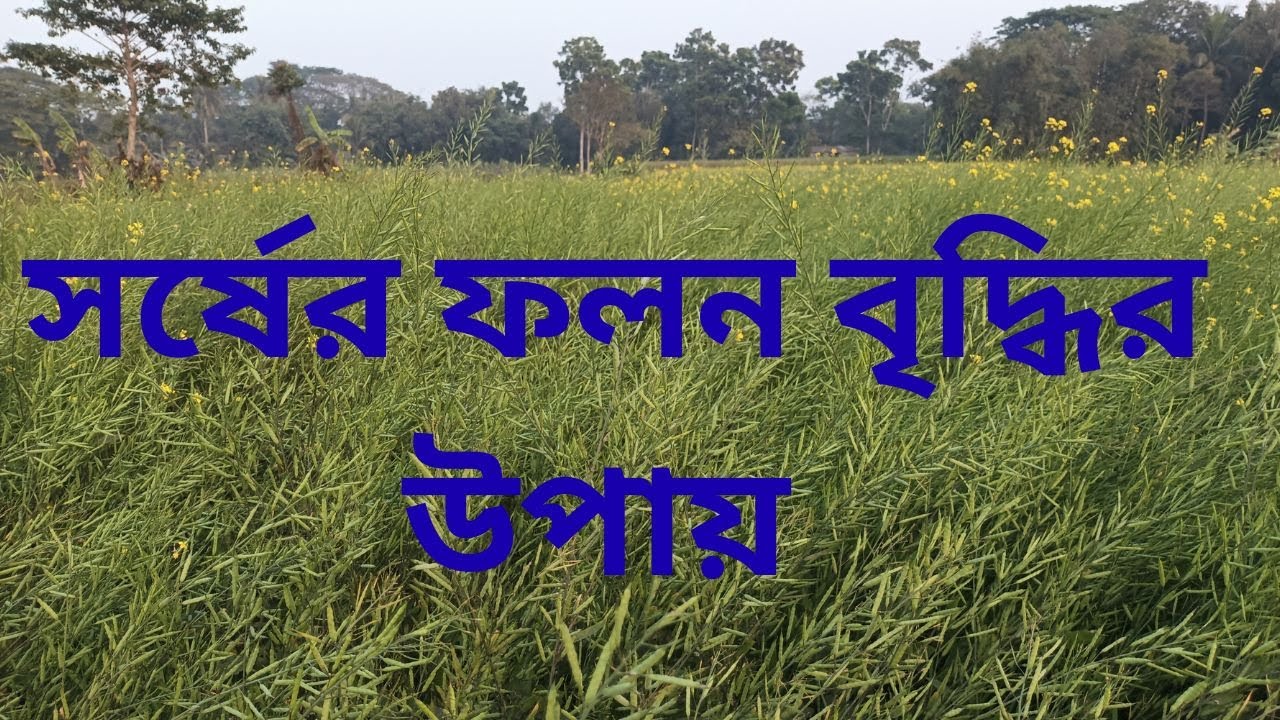 সর্ষের ফলন বৃদ্ধির উপায় /MUSTARD SEED CULTIVATION