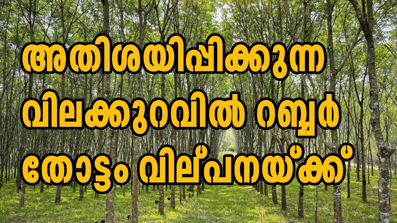 അതിശയിപ്പിക്കുന്ന വിലക്കുറവിൽ റബ്ബർ തോട്ടം വില്പനയ്ക്ക് Phone : 9946591911 & 8078509748