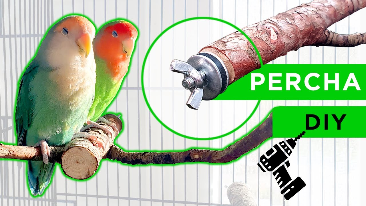CÓMO hacer PERCHAS para colocar en la JAULA de tu LORO 🦜
