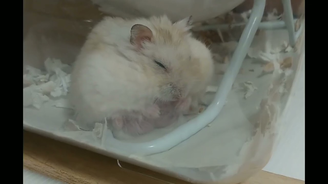 ねむるきなこもち
