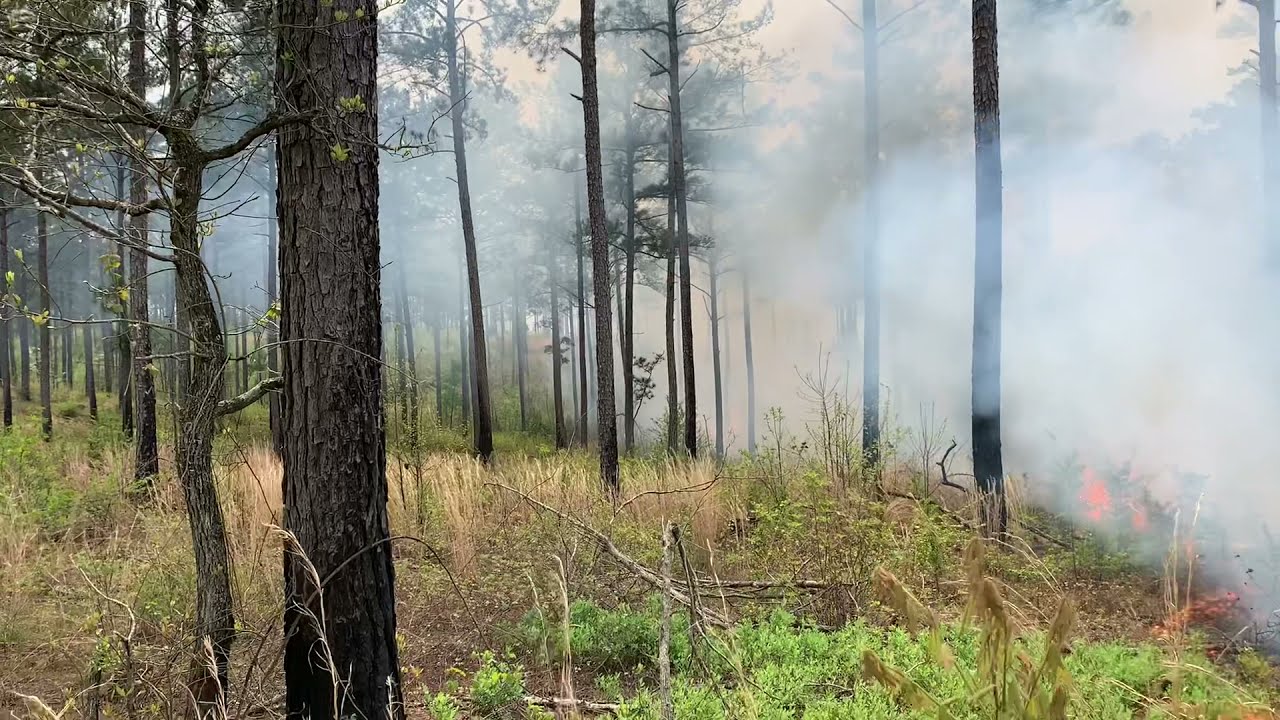 Prescribed Fire for Wildlife Habitat