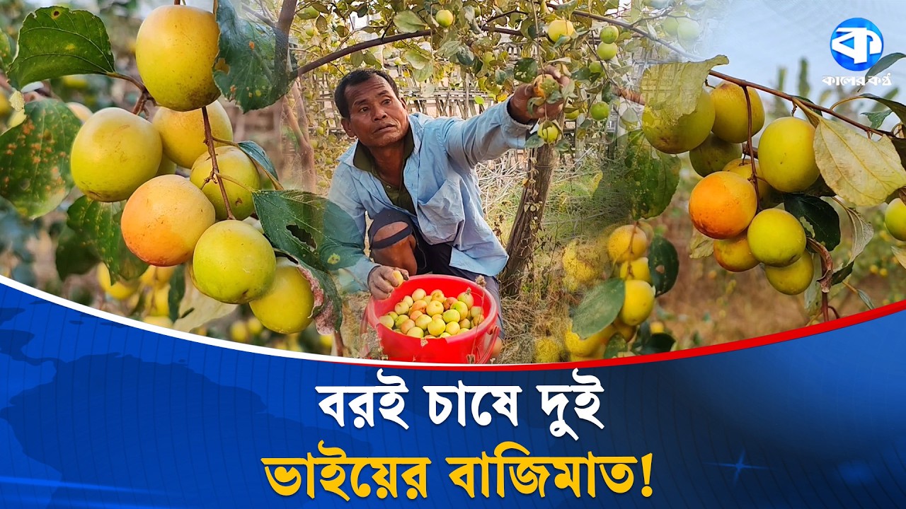 বরই চাষে স্বাবলম্বী দীঘিনালার দুই ভাই | Boroi Chash | Jujube Farming | Krishi Kotha | Kaler Kantho