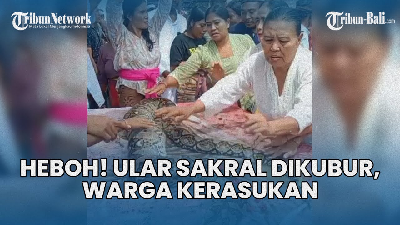 Ular Diduga Sakral Tanpa Sengaja Dibunuh, Muncul Keanehan Hebohkan Warga Gelagah Nusa Penida