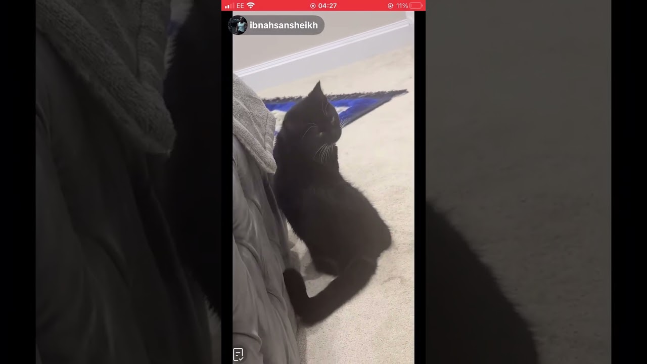 #cat 