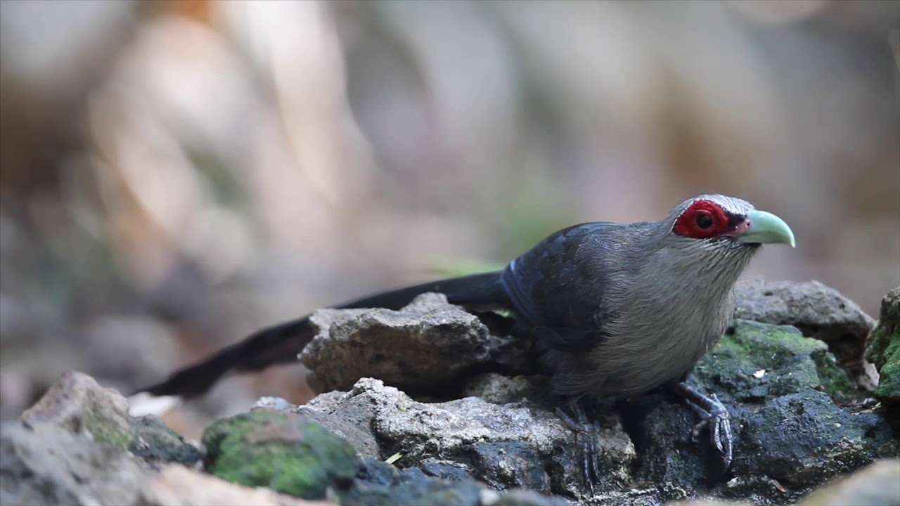 Vietnamese:Phướn- Gõ Kiến đầu Rắn- English:Green-Billed Malkoha- Black-and-buff Woodpecker TM.3/2020