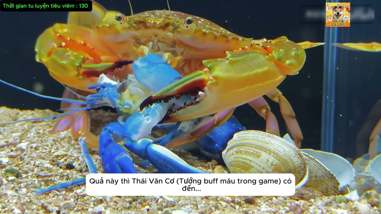 Tiêu Viêm Đột Phá Bậc 5: Một Kẹp Nghiền Nát 