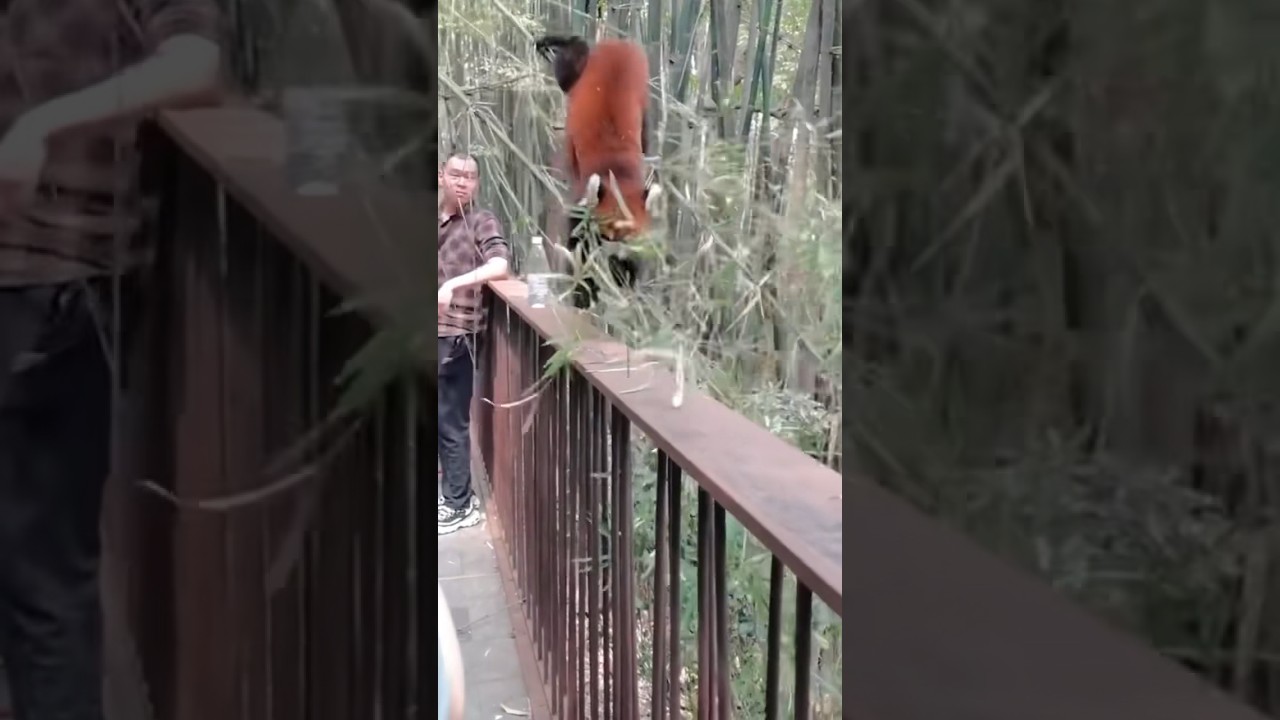 This is kungfu panda- master shifu. Red panda. 