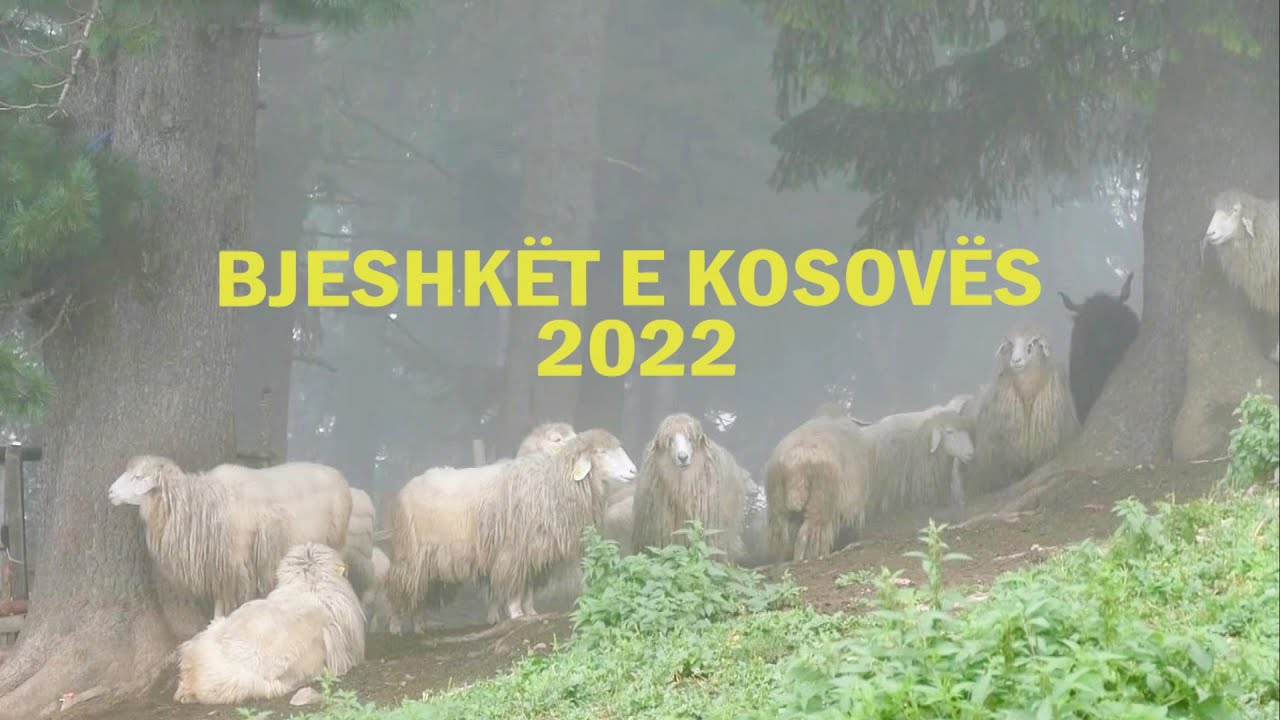 BJESHKËT E KOSOVËS 2022 - Kolazh reportazhesh