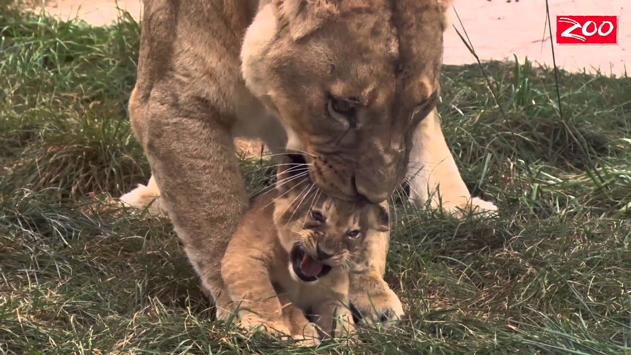 Asali and Lion Cubs are Outside for the First Time
